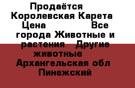 Продаётся!     Королевская Карета › Цена ­ 300 000 - Все города Животные и растения » Другие животные   . Архангельская обл.,Пинежский 